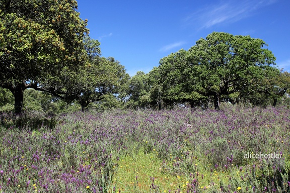 Schopf-Lavendel Wiese